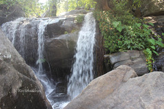 Impatiens verticillata
